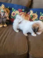 Ketu, a male Lhasa Apso for sale in Victorville, CA – 7 of 7