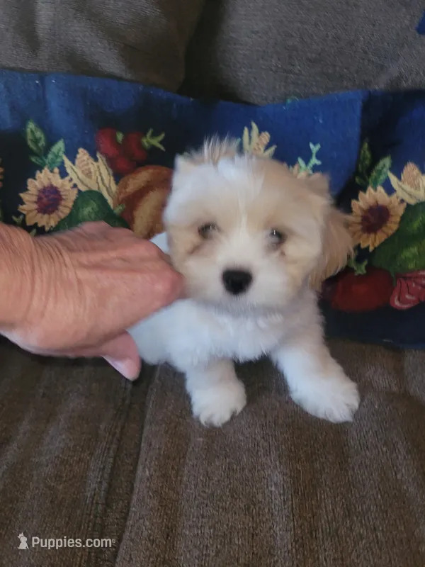 Karpo, a male Lhasa Apso for sale in Victorville, CA – 1 of 6