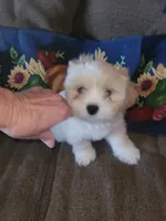 Karpo, a male Lhasa Apso for sale in Victorville, CA – 1 of 6