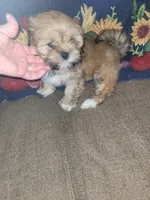 Diki, a female Lhasa Apso for sale in Victorville, CA – 6 of 7