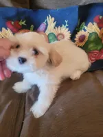 Karpo, a male Lhasa Apso for sale in Victorville, CA – 4 of 6