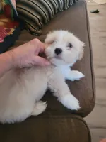 Karpo, a male Lhasa Apso for sale in Victorville, CA – 2 of 6