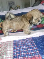 Diki, a female Lhasa Apso for sale in Victorville, CA – 5 of 7