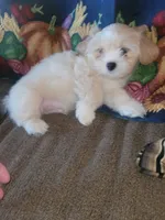 Karpo, a male Lhasa Apso for sale in Victorville, CA – 5 of 6