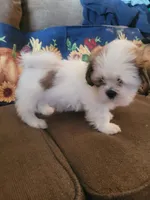 Ketu, a male Lhasa Apso for sale in Victorville, CA – 4 of 7