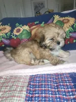 Diki, a female Lhasa Apso for sale in Victorville, CA – 4 of 7