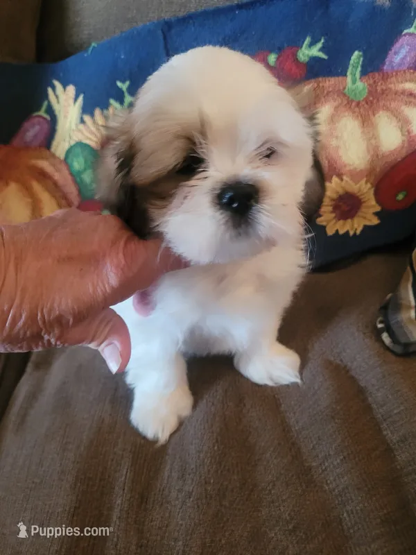 Ketu, a male Lhasa Apso for sale in Victorville, CA – 1 of 7