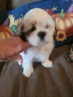 Ketu, a male Lhasa Apso for sale in Victorville, CA – 1 of 7