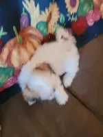 Ketu, a male Lhasa Apso for sale in Victorville, CA – 2 of 7