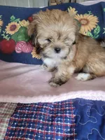 Diki, a female Lhasa Apso for sale in Victorville, CA – 3 of 7