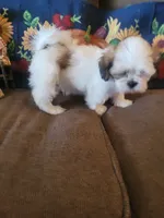 Ketu, a male Lhasa Apso for sale in Victorville, CA – 3 of 7