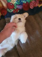 Karpo, a male Lhasa Apso for sale in Victorville, CA – 6 of 6