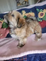 Diki, a female Lhasa Apso for sale in Victorville, CA – 1 of 7