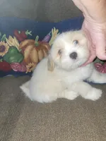 Karpo, a male Lhasa Apso for sale in Victorville, CA – 3 of 6