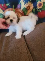 Ketu, a male Lhasa Apso for sale in Victorville, CA – 5 of 7