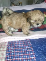 Diki, a female Lhasa Apso for sale in Victorville, CA – 7 of 7