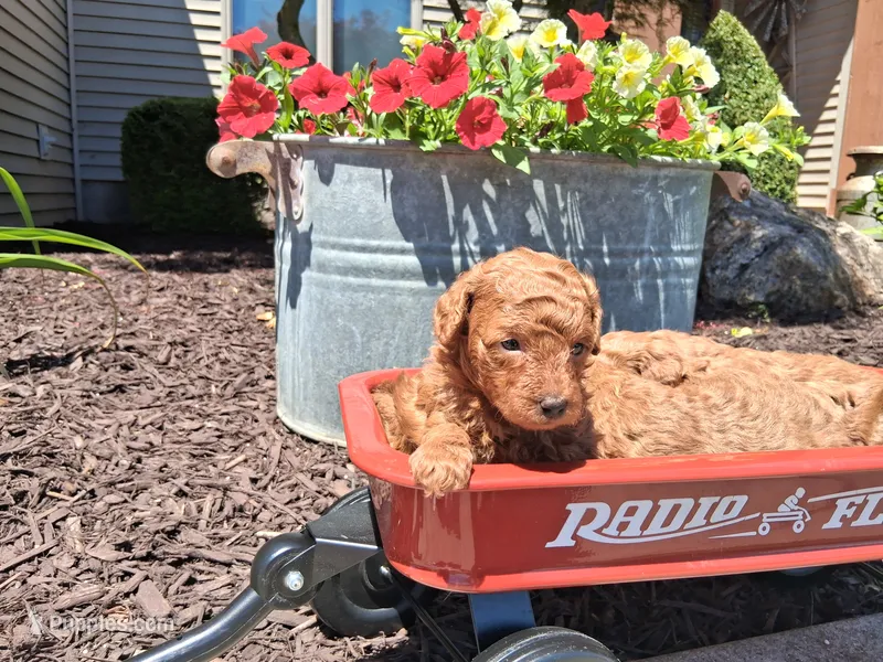 Tiny Toy AKC – Poodle - Toy  puppy for sale in Grabill, IN
