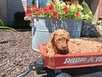 Tiny Toy AKC, a female Poodle - Toy  for sale in Grabill, IN – 1 of 7
