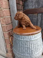 Akc tiny toy, a female Poodle - Toy  for sale in Grabill, IN – 3 of 4
