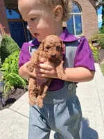 Tiny Toy AKC, a female Poodle - Toy  for sale in Grabill, IN – 5 of 7