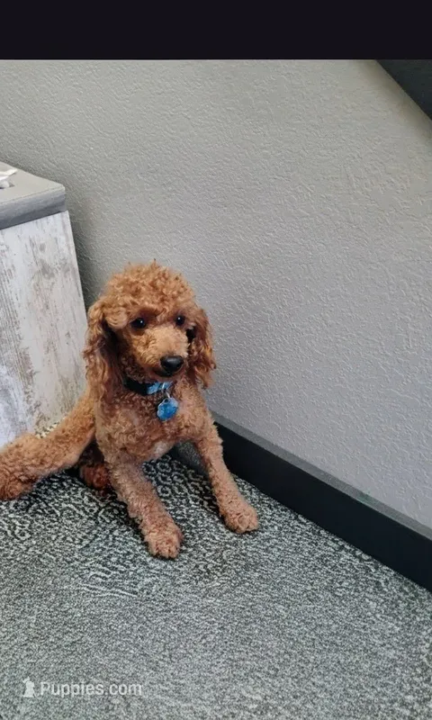 Neutered/potty trained – Poodle - Miniature  puppy for sale in Grabill, IN