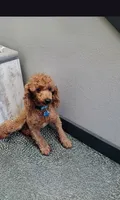 Neutered/potty trained, a male Poodle - Miniature  for sale in Grabill, IN – 1 of 1