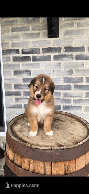 Charlie – Border Collie puppy for sale in Grabill, IN