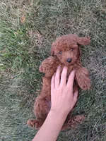 Mr. Dude, a male Poodle - Toy  for sale in Grabill, IN – 5 of 6