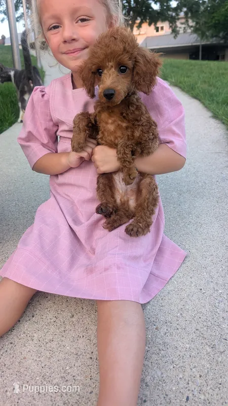 Mr. Dude – Poodle - Toy  puppy for sale in Grabill, IN