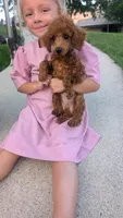 Mr. Dude, a male Poodle - Toy  for sale in Grabill, IN – 1 of 8
