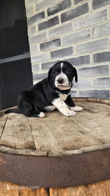 Sir John – Dalmatian, Golden Retriever puppy for sale in Grabill, IN