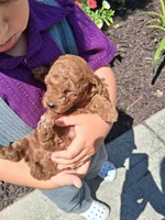 Tiny Toy AKC, a female Poodle - Toy  for sale in Grabill, IN – 6 of 7