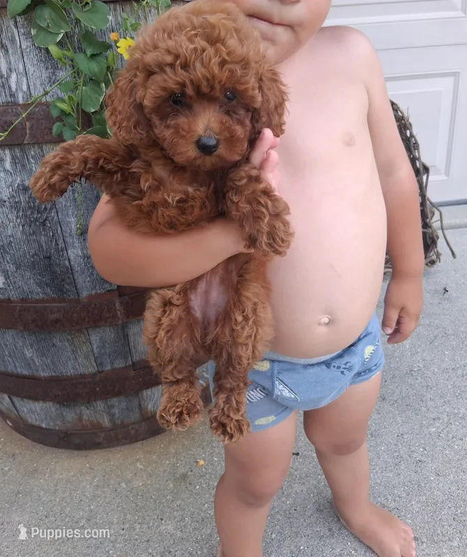Akc tiny toy – Poodle - Toy  puppy for sale in Grabill, IN