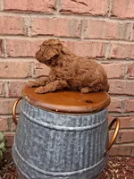 Akc tiny toy, a female Poodle - Toy  for sale in Grabill, IN – 2 of 4