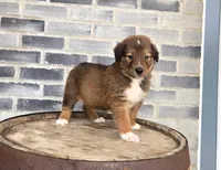 Rex, a male Border Collie for sale in Grabill, IN – Photo 3 of 8