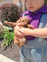 Tiny Toy AKC, a female Poodle - Toy  for sale in Grabill, IN – 3 of 7