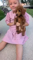 Mr. Dude, a male Poodle - Toy  for sale in Grabill, IN – 3 of 8