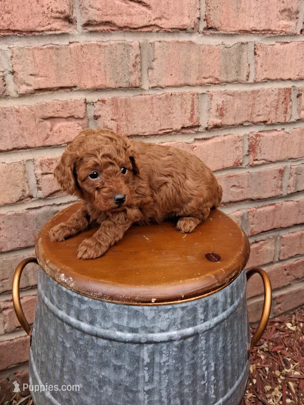 Akc tiny toy – Poodle - Toy  puppy for sale in Grabill, IN