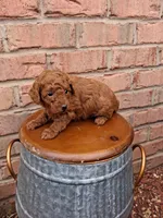 Akc tiny toy, a female Poodle - Toy  for sale in Grabill, IN – 1 of 4