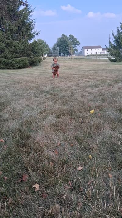 Mr. Dude, a male Poodle - Toy  for sale in Grabill, IN – 6 of 6