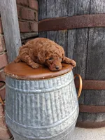 Akc tiny toy, a female Poodle - Toy  for sale in Grabill, IN – 4 of 4