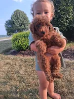 Mr. Dude, a male Poodle - Toy  for sale in Grabill, IN – 2 of 6