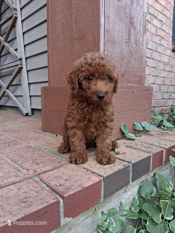 Mr. Dude – Poodle - Toy  puppy for sale in Grabill, IN