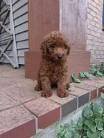 Mr. Dude, a male Poodle - Toy  for sale in Grabill, IN – 1 of 6