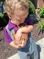 Tiny Toy AKC, a female Poodle - Toy  for sale in Grabill, IN – 4 of 7