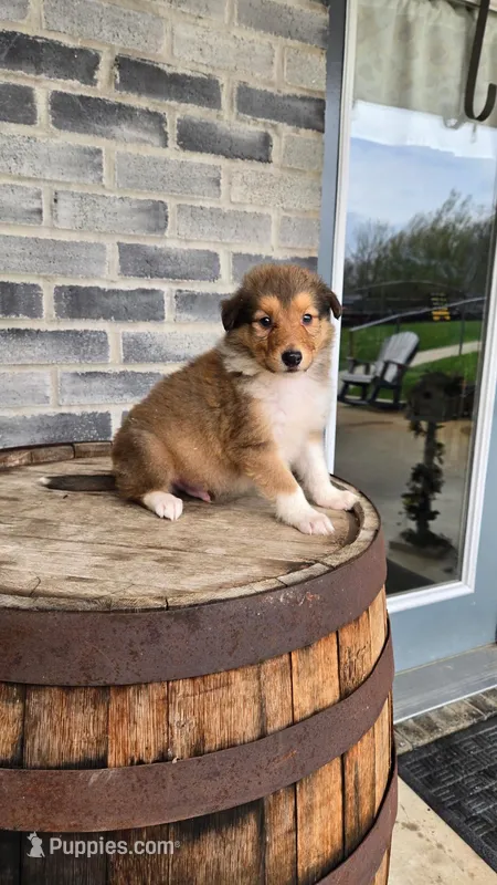 Sammy – Border Collie puppy for sale in Grabill, IN