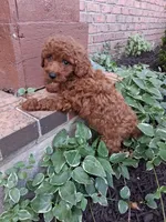 Mr. Dude, a male Poodle - Toy  for sale in Grabill, IN – 3 of 6
