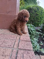 Mr. Dude, a male Poodle - Toy  for sale in Grabill, IN – 4 of 6