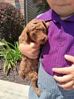 Tiny Toy AKC, a female Poodle - Toy  for sale in Grabill, IN – 7 of 7