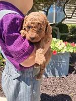 Tiny Toy AKC, a female Poodle - Toy  for sale in Grabill, IN – 2 of 7